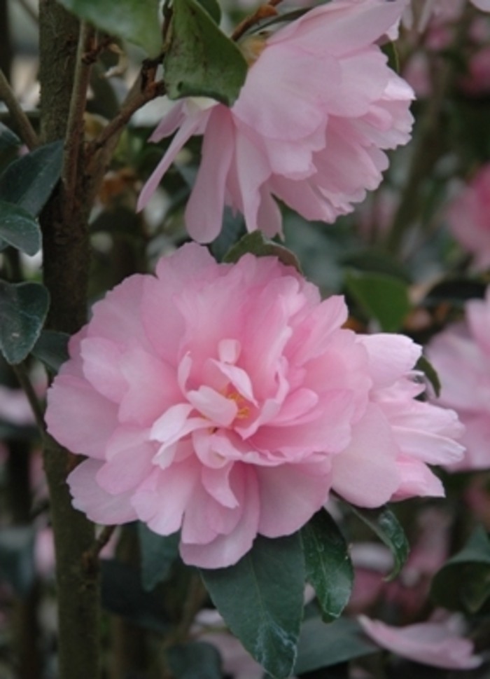 Cotton Candy Camellia Sasanqua