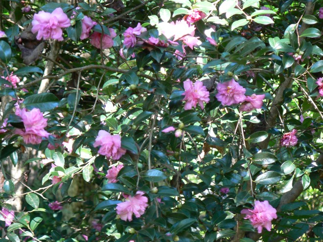 Cotton Candy Camellia Sasanqua