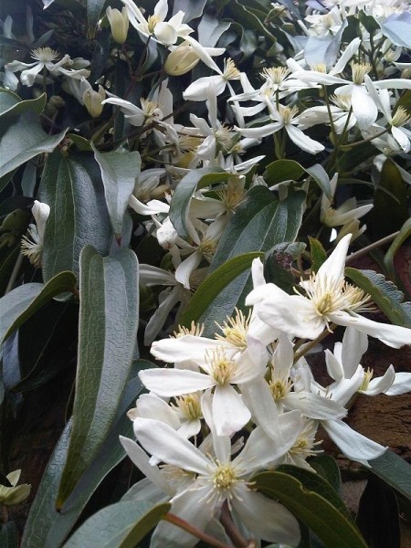 Snowdrift Evergreen Clematis Armandii