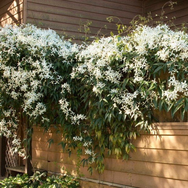 Snowdrift Evergreen Clematis Armandii