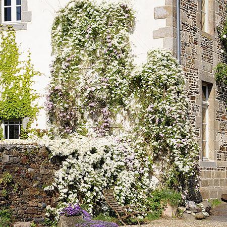 Snowdrift Evergreen Clematis Armandii