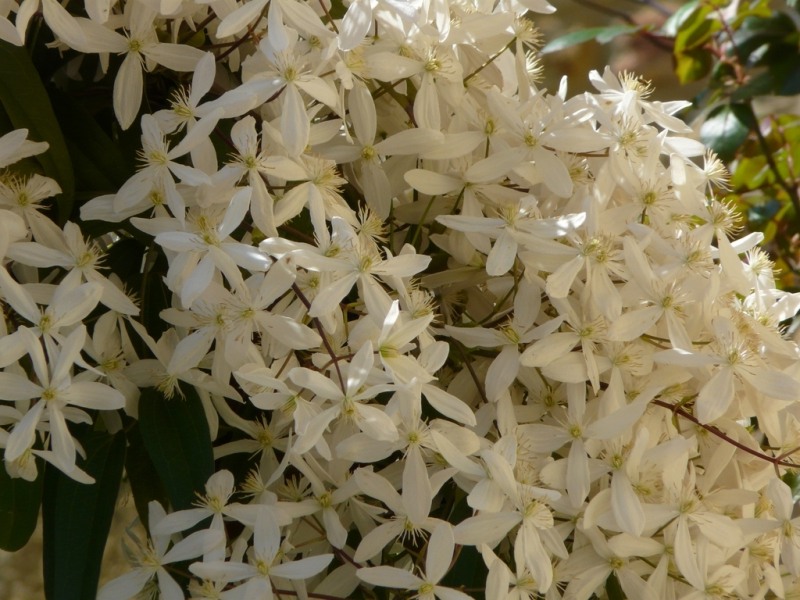 Snowdrift Evergreen Clematis Armandii