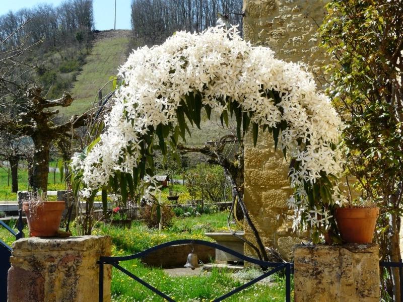 Snowdrift Evergreen Clematis Armandii