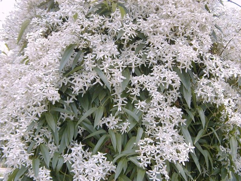 Snowdrift Evergreen Clematis Armandii