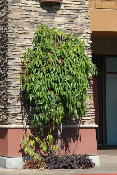 Snowdrift Evergreen Clematis Armandii
