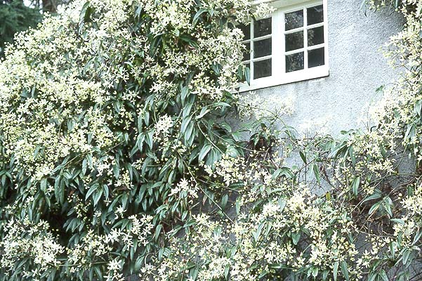 Snowdrift Evergreen Clematis Armandii