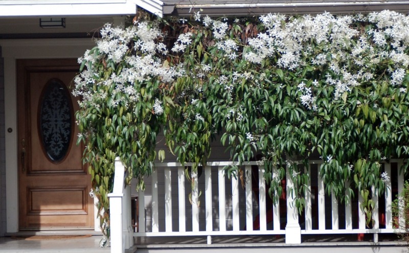 Snowdrift Evergreen Clematis Armandii