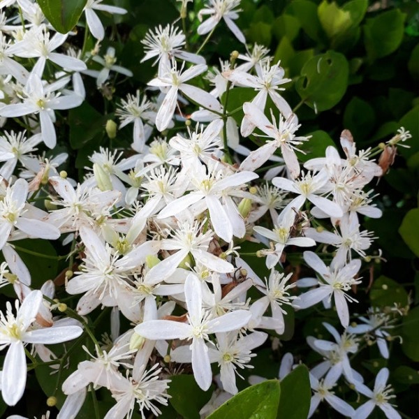 Snowdrift Evergreen Clematis Armandii