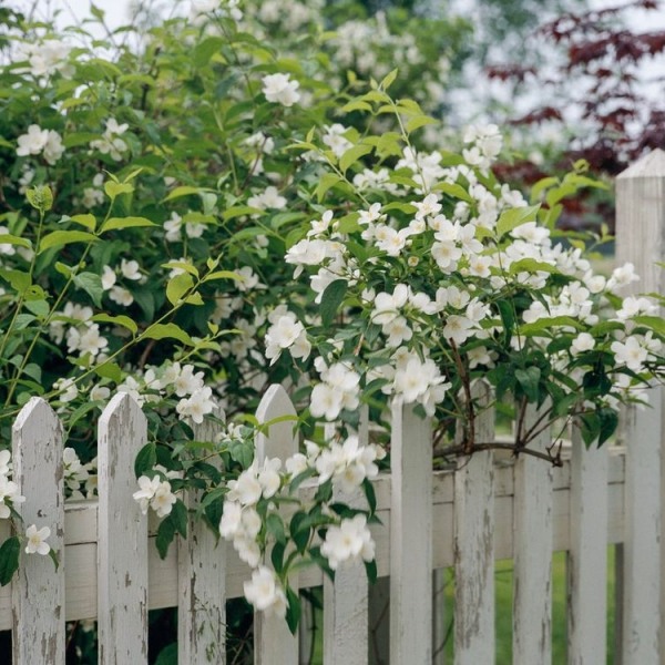 Mock Orange