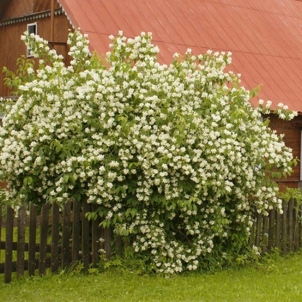 Mock Orange