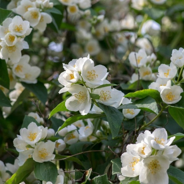 Mock Orange