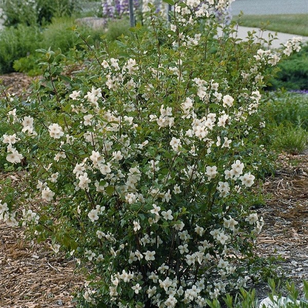 Mock Orange