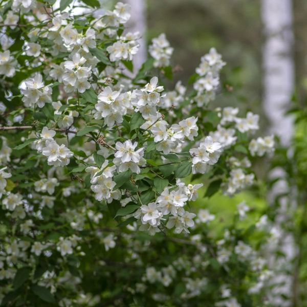 Mock Orange