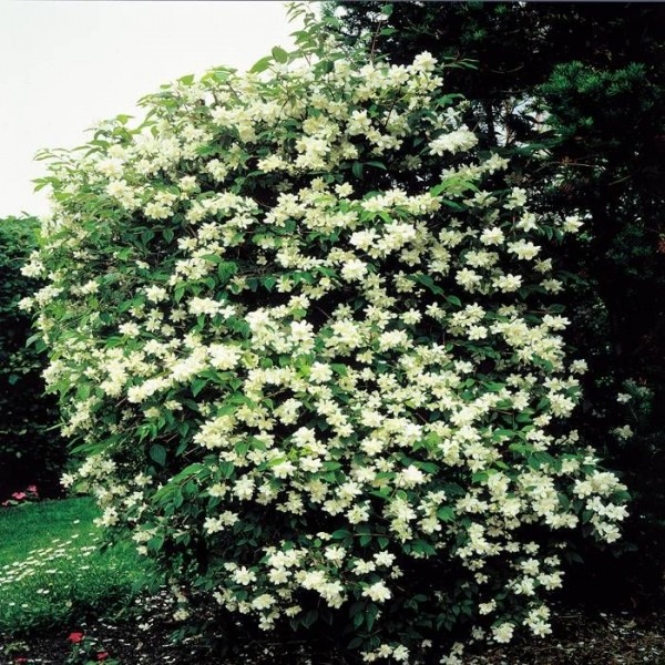 Mock Orange