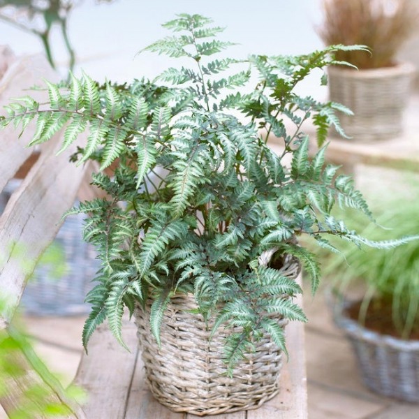 Japanese Painted Fern