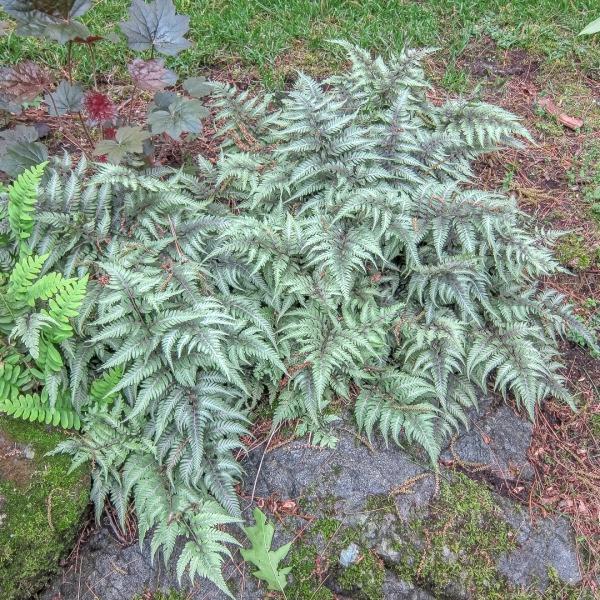 Japanese Painted Fern