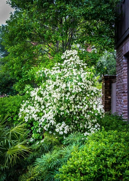 Empress of China Dogwood