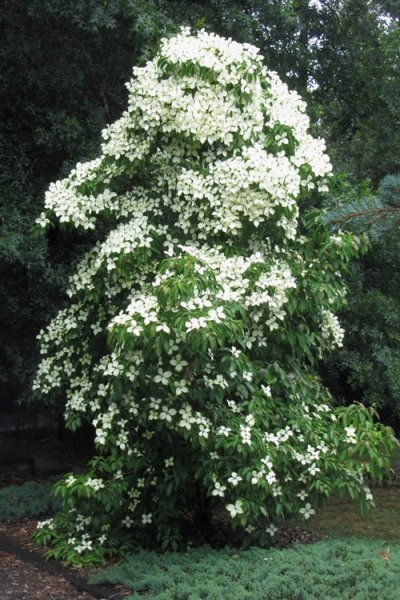 Empress of China Dogwood