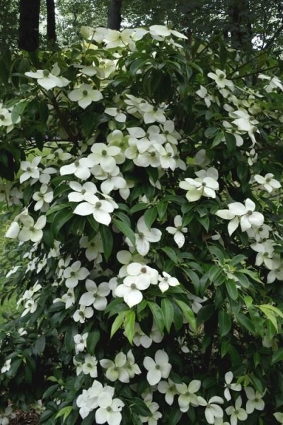 Empress of China Dogwood