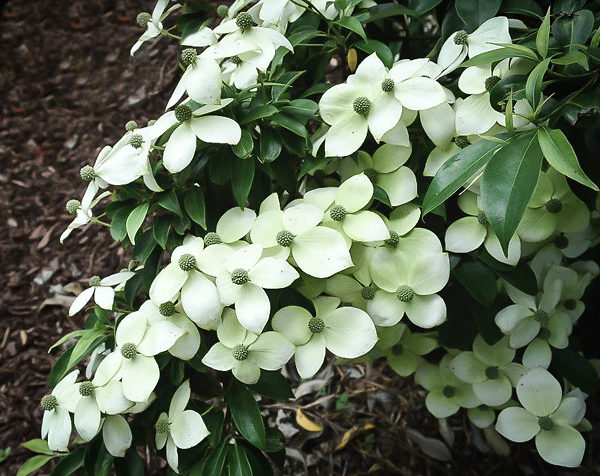 Empress of China Dogwood