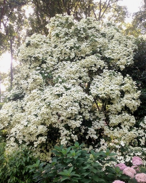 Empress of China Dogwood