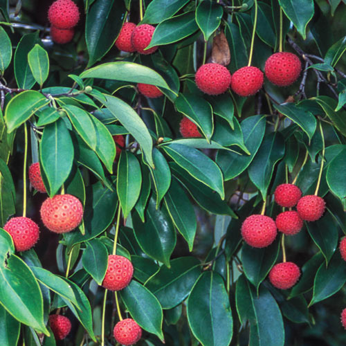 Empress of China Dogwood
