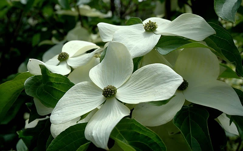Empress of China Dogwood