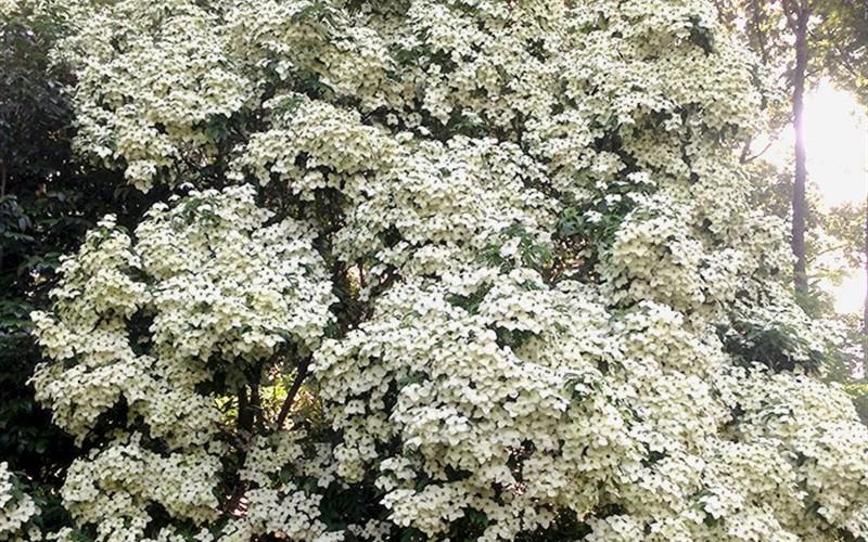 Empress of China Dogwood