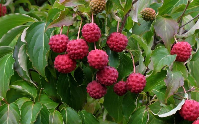 Empress of China Dogwood