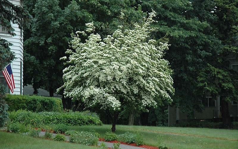 Empress of China Dogwood
