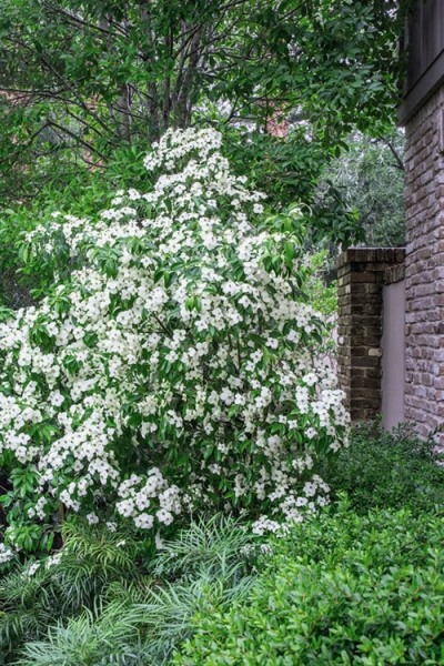 Empress of China Dogwood