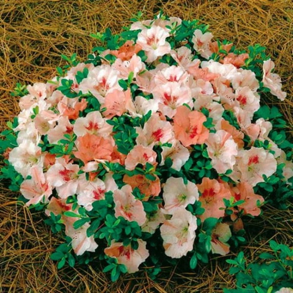 Hilda Niblett Azalea