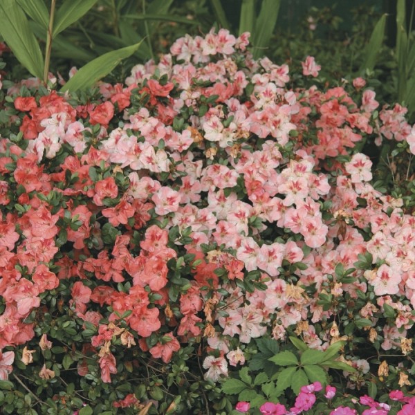 Hilda Niblett Azalea