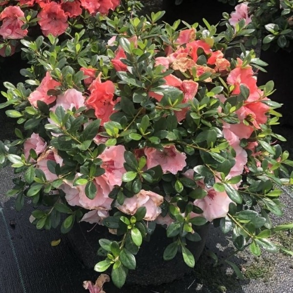 Hilda Niblett Azalea