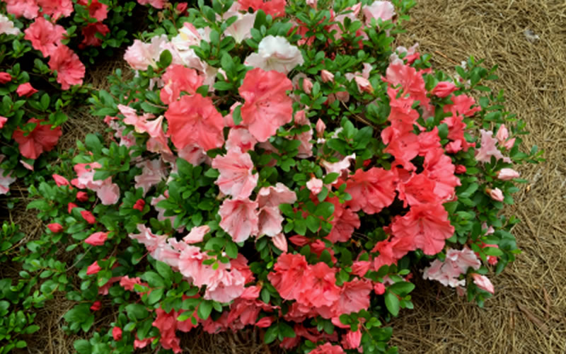 Hilda Niblett Azalea