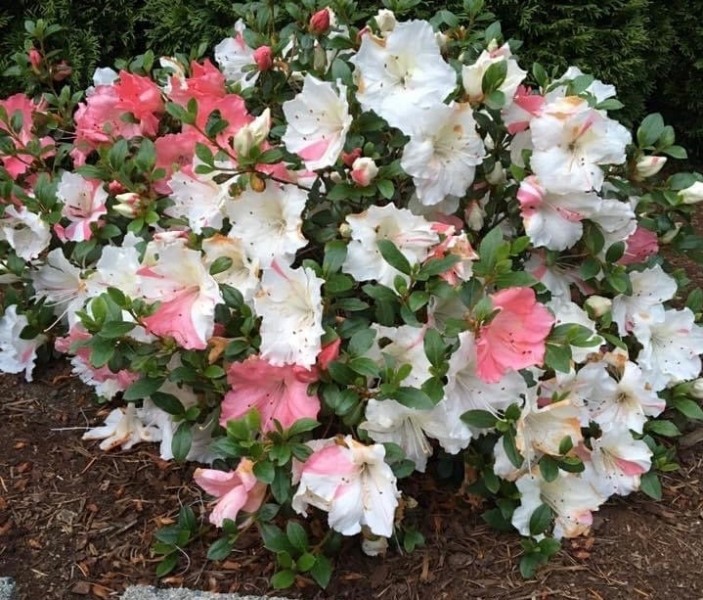 Hilda Niblett Azalea