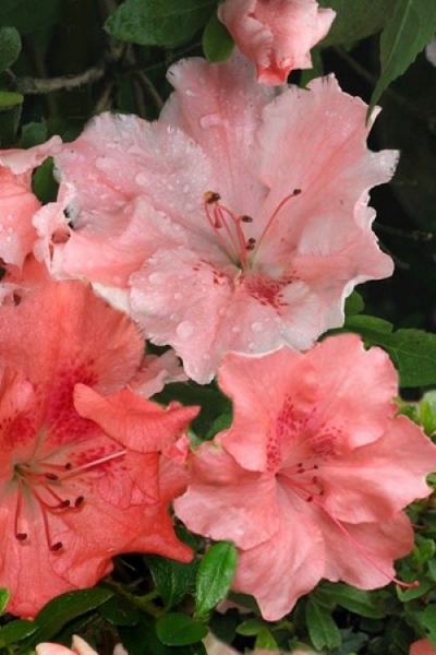 Hilda Niblett Azalea