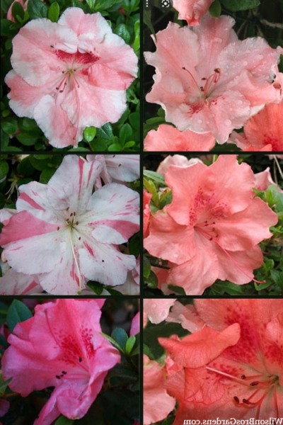 Hilda Niblett Azalea