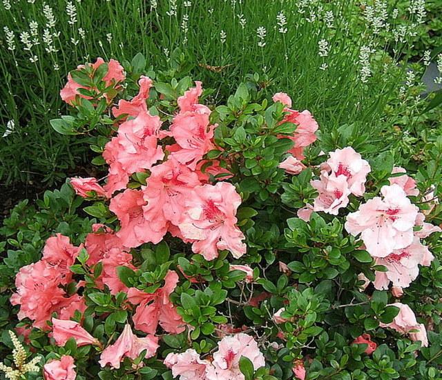 Hilda Niblett Azalea
