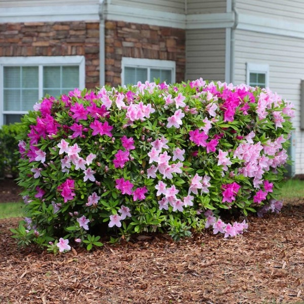 Conversation Piece Azalea