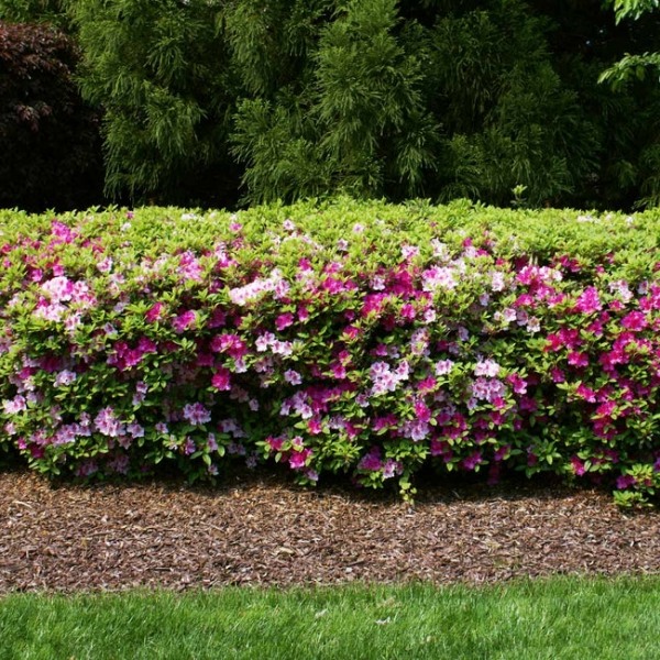 Conversation Piece Azalea