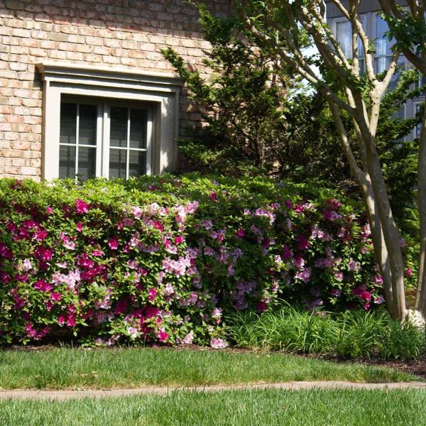 Conversation Piece Azalea