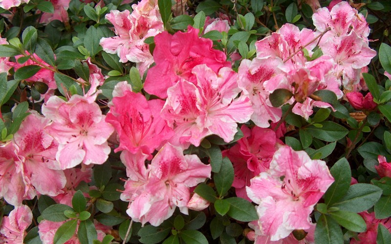 Conversation Piece Azalea