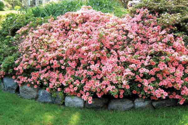 Conversation Piece Azalea