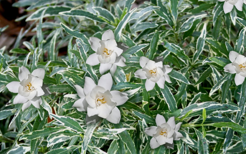 Variegated Creeping Dwarf Gardenia