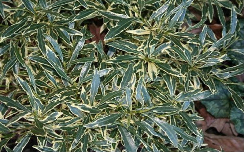 Variegated Creeping Dwarf Gardenia