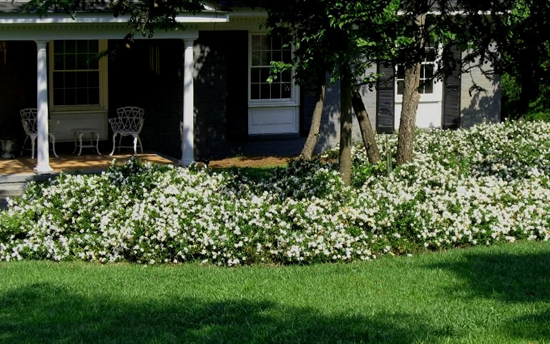 Variegated Creeping Dwarf Gardenia