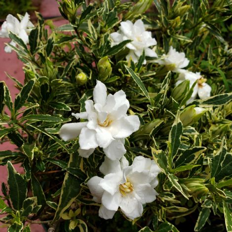 Variegated Creeping Dwarf Gardenia