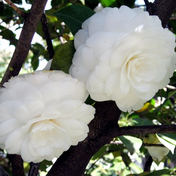 Alba Plena Camellia Japonica