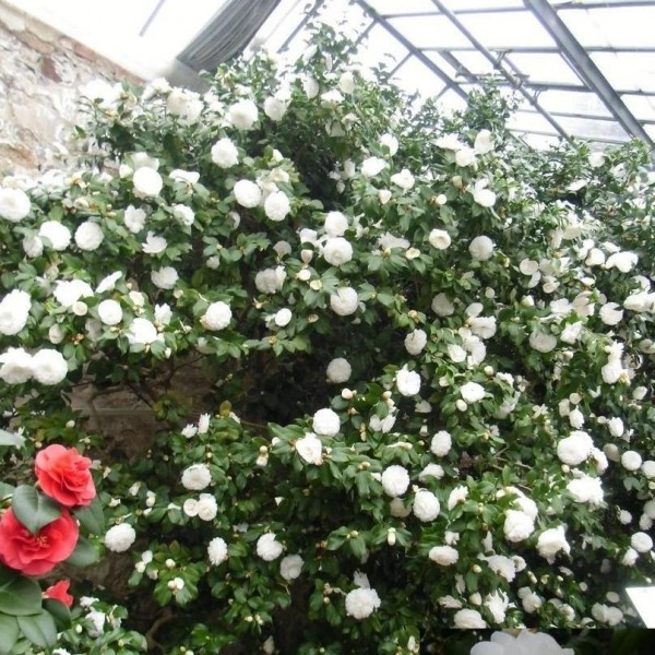 Alba Plena Camellia Japonica